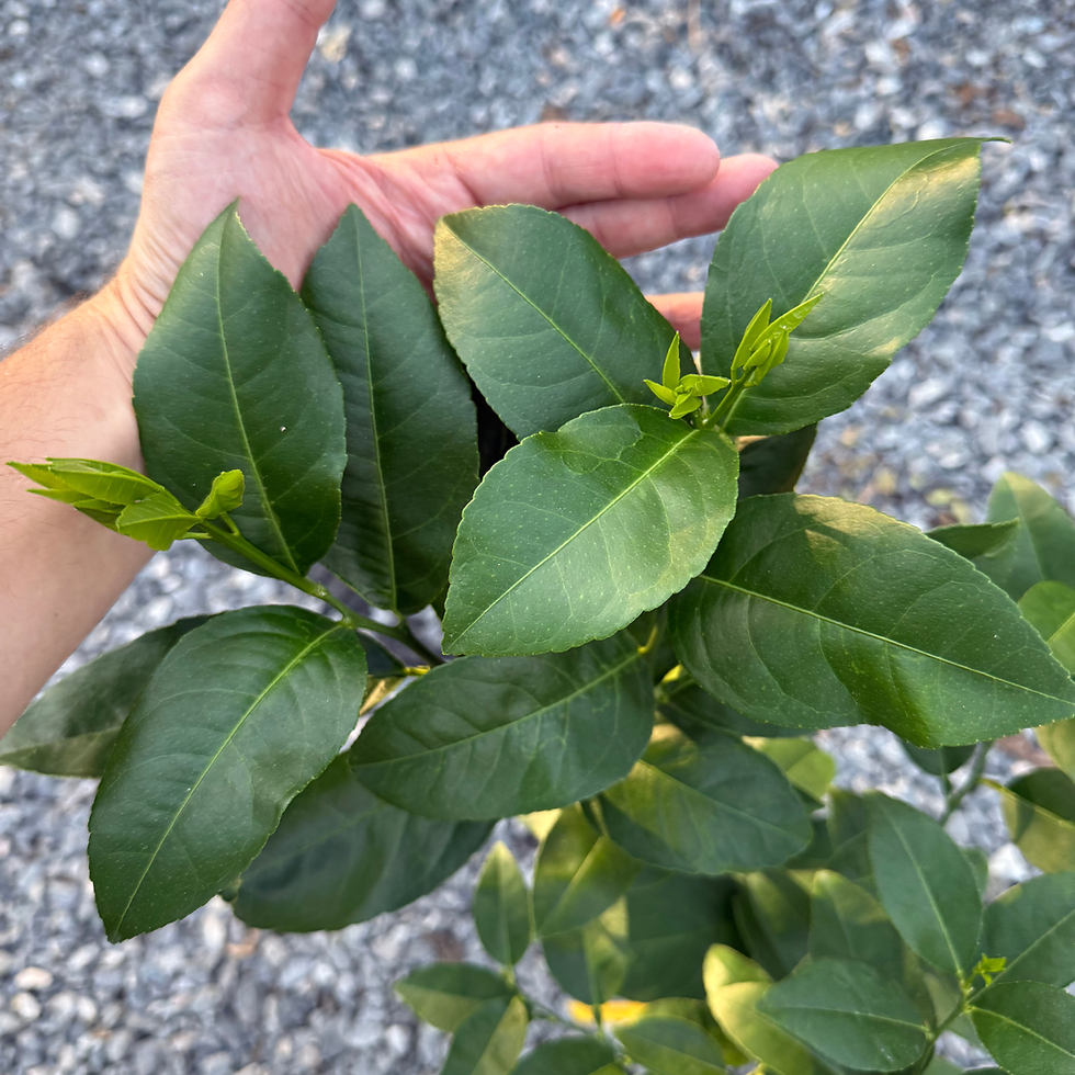 Thumbnail: Persian Lime Fruit Tree