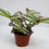Thumbnail: Tradescantia Bubblegum 4”