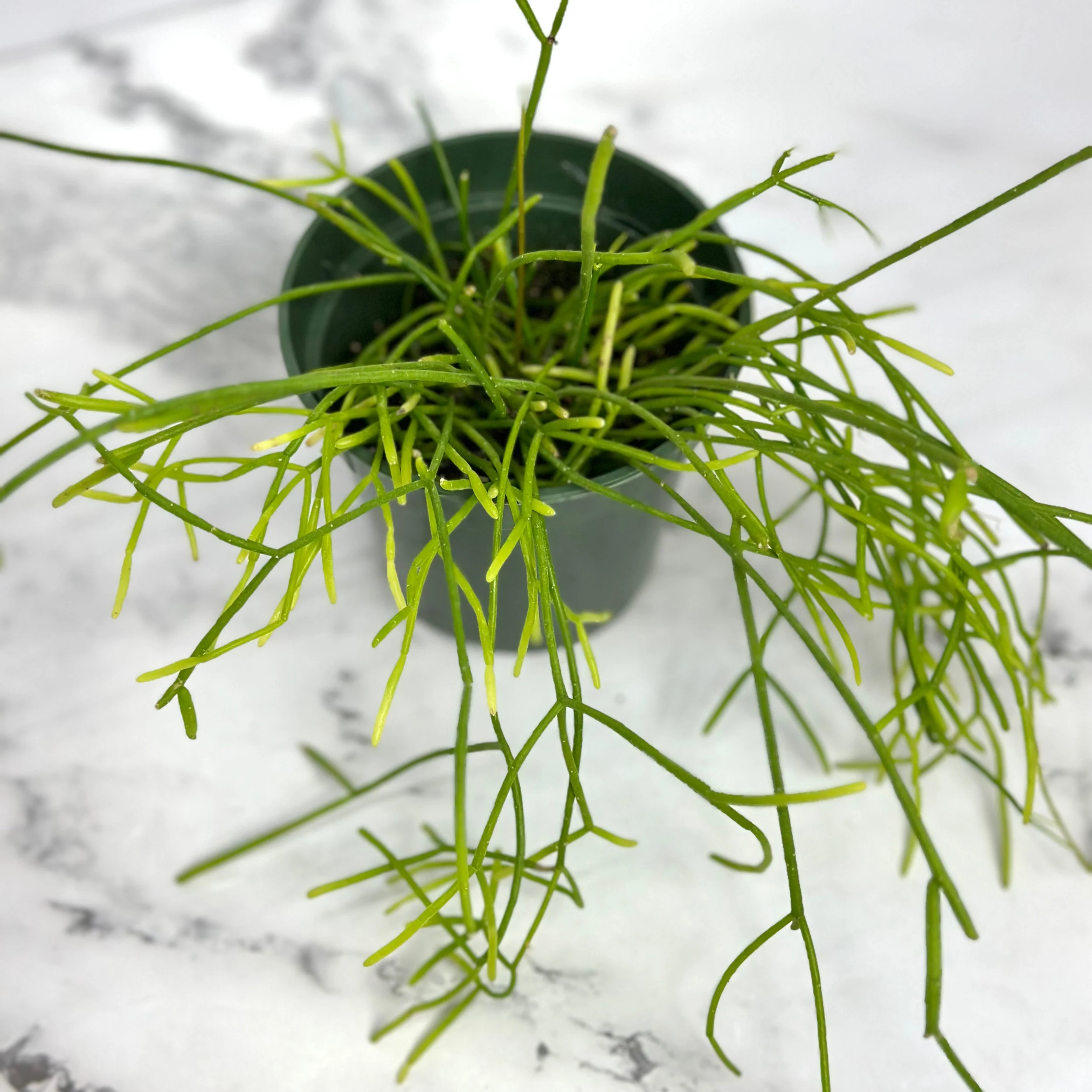 Rhipsalis Burchelli