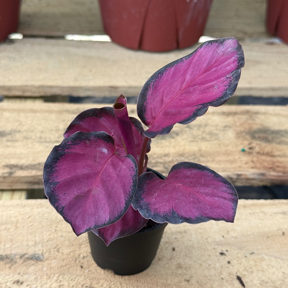 Thumbnail: Calathea Rosy 2"