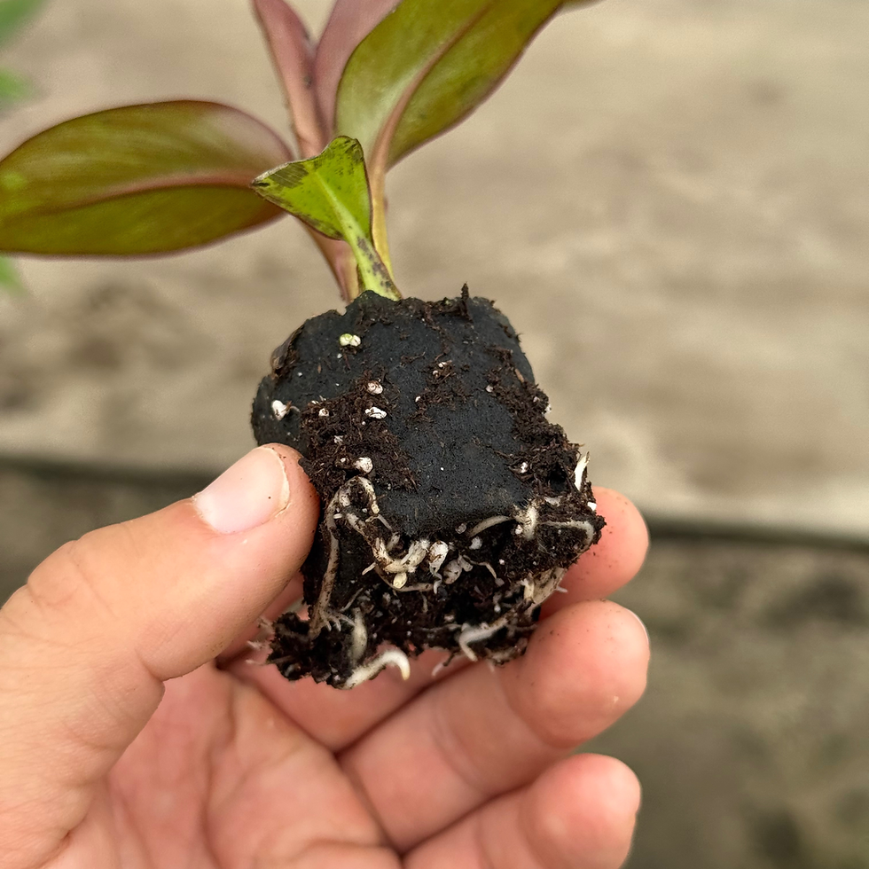 Thumbnail: Red Banana Tree 2"