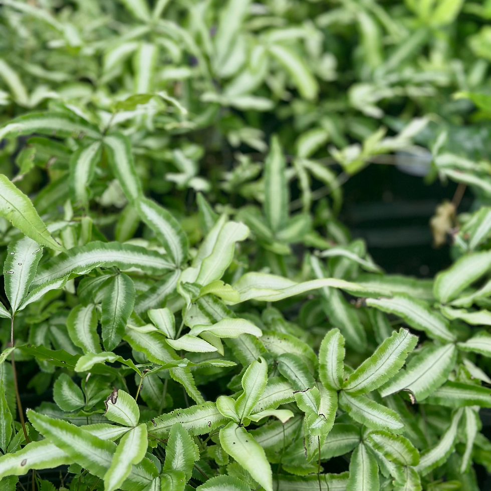 Thumbnail: Ribbon Fern 4"