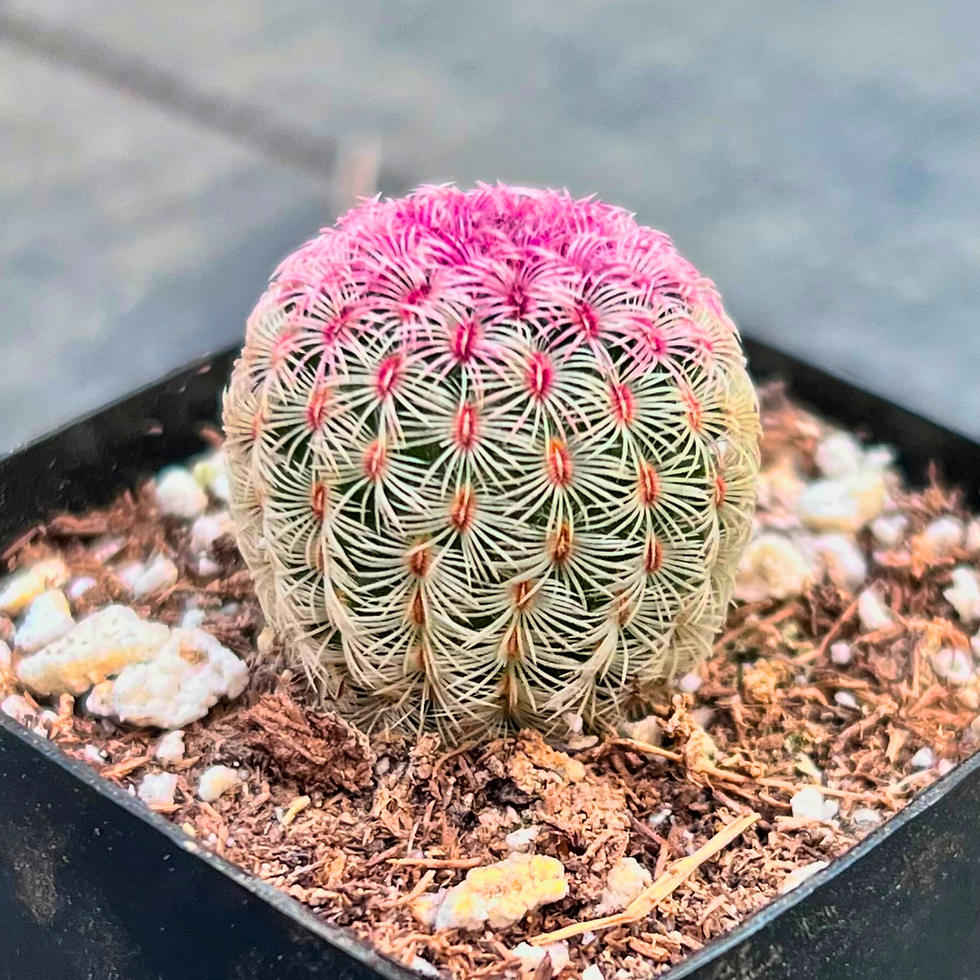 Thumbnail: Rainbow Hedgehog Cactus 2"