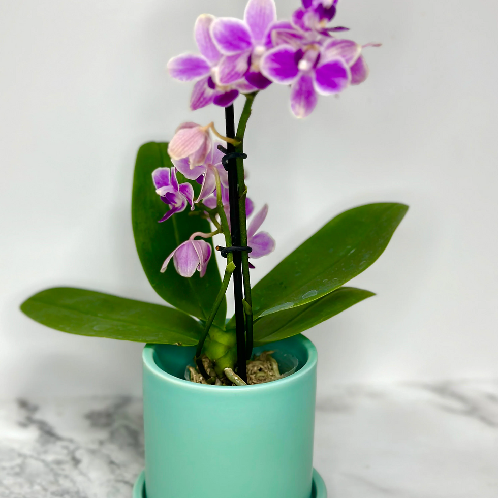 Thumbnail: Blooming Orchid and Ceramic
