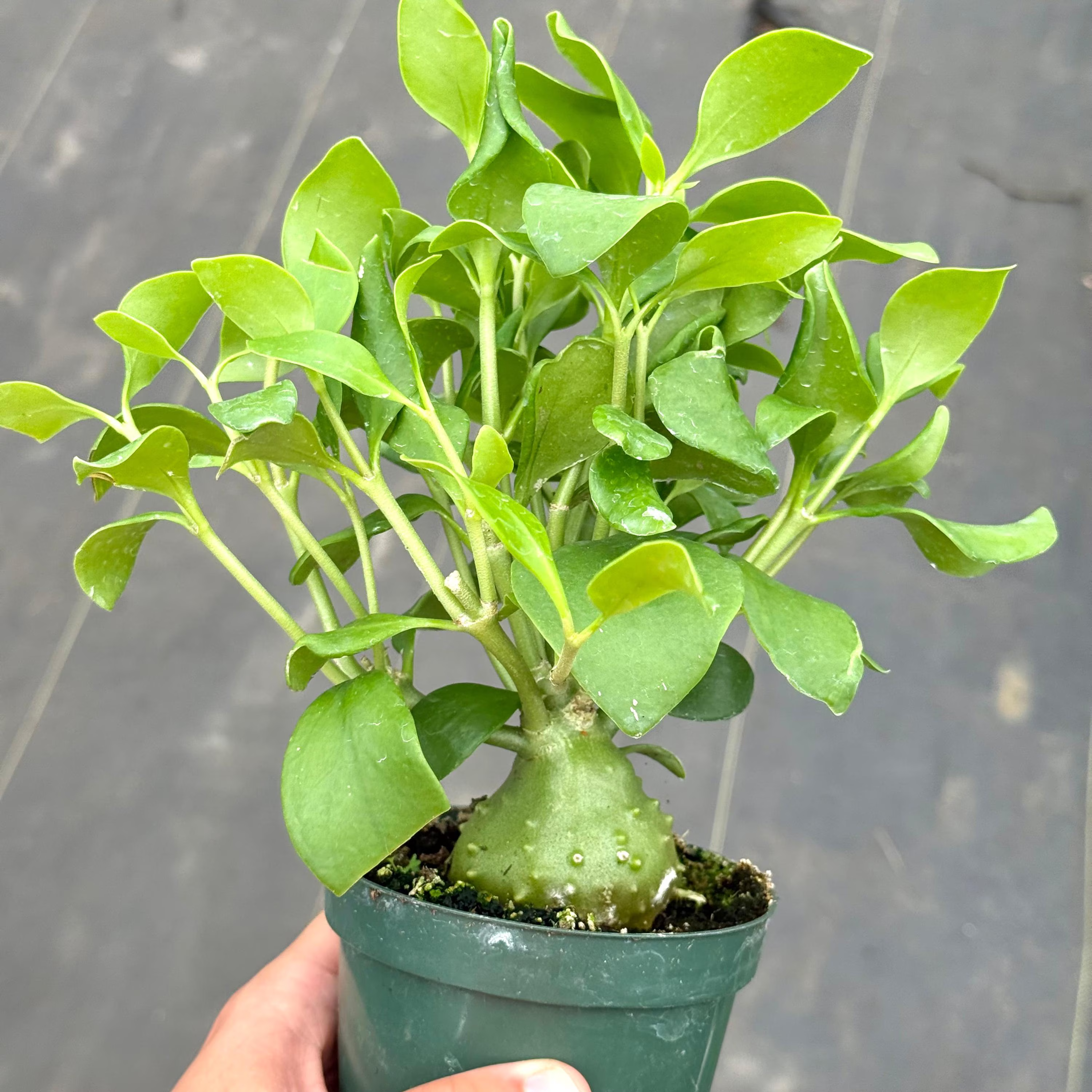 Ant Plant 4"