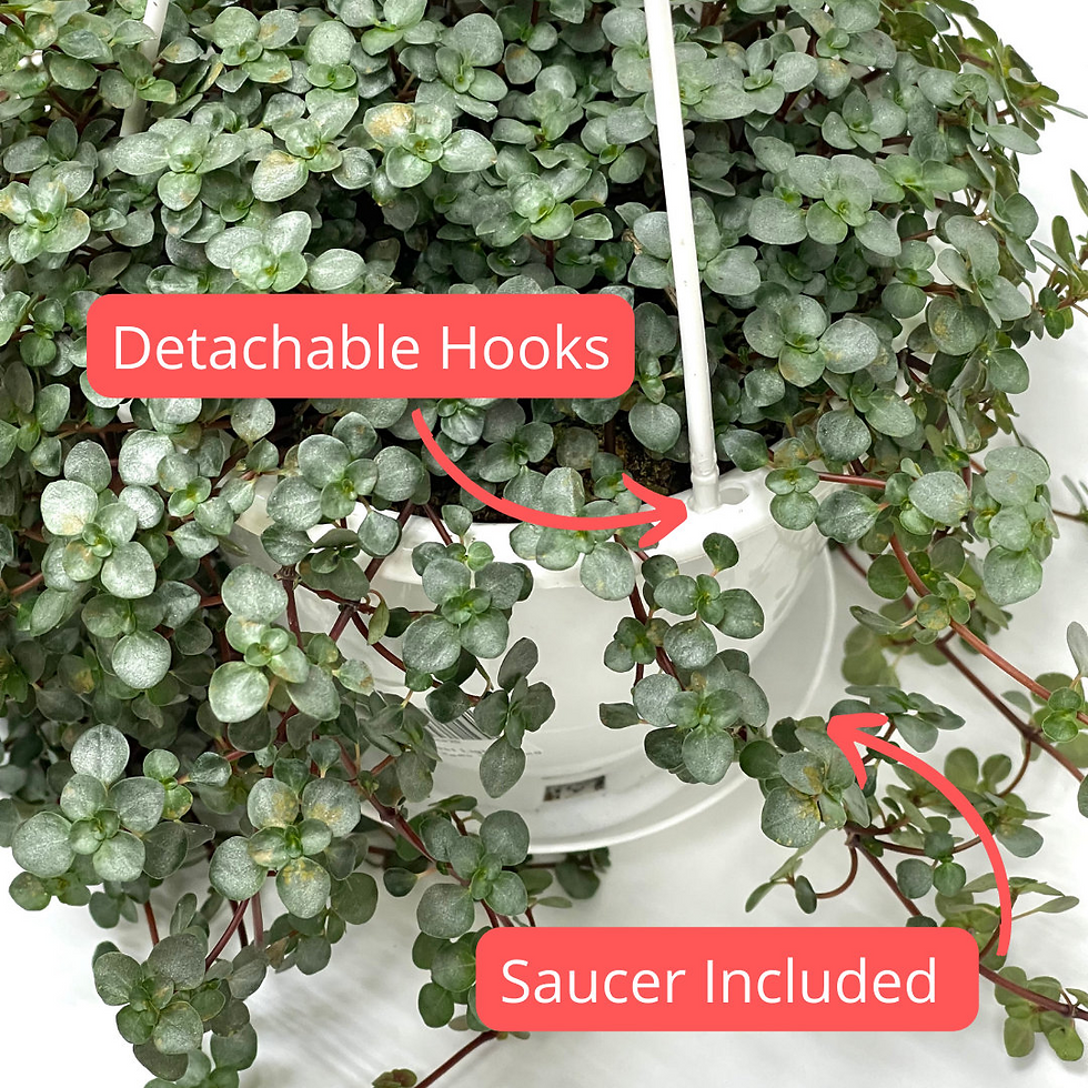 Thumbnail: Pilea Glauca Aquamarine HB 4.5"