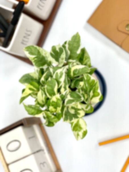 Pothos Pearl & Jade 4”