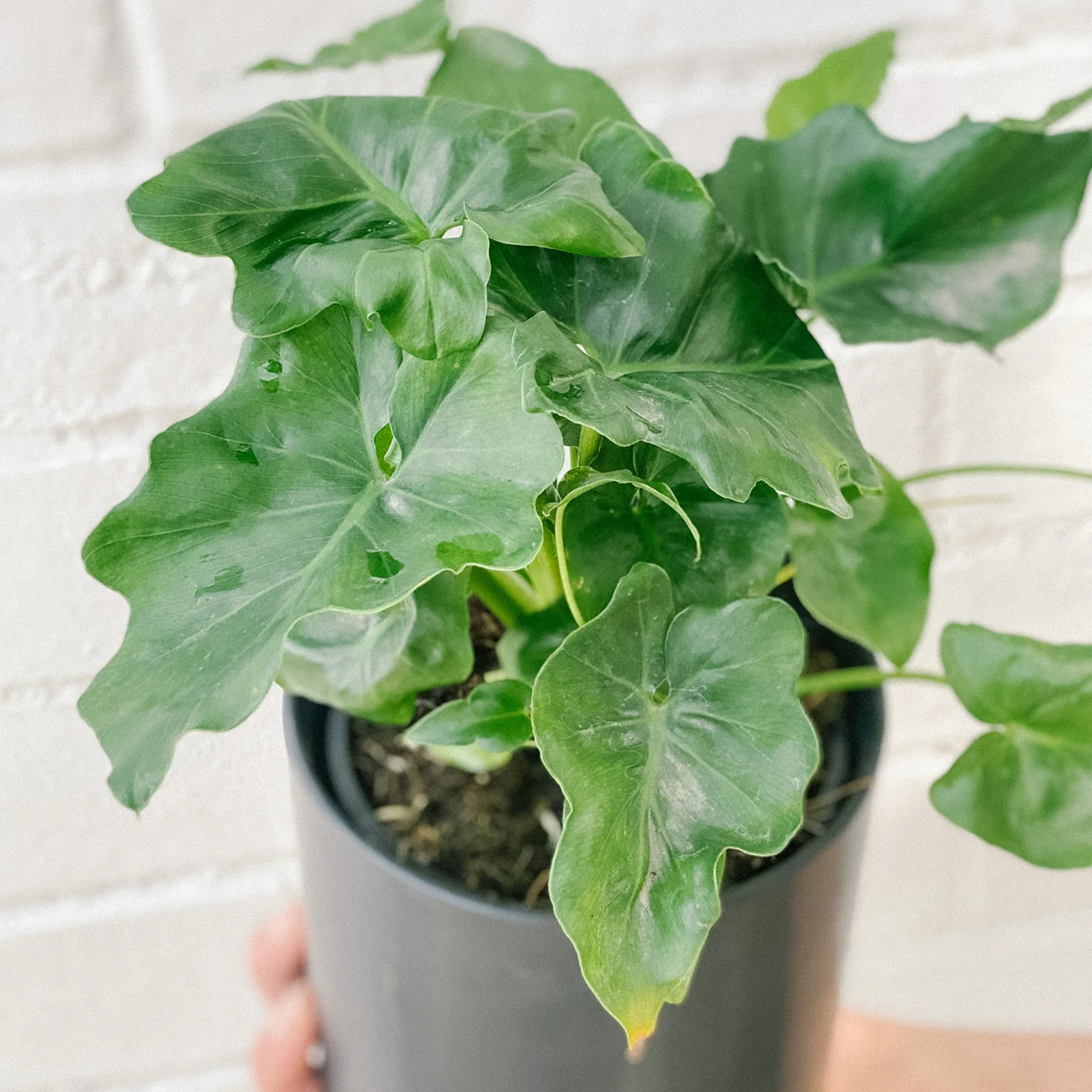 Philodendron Atom 2"