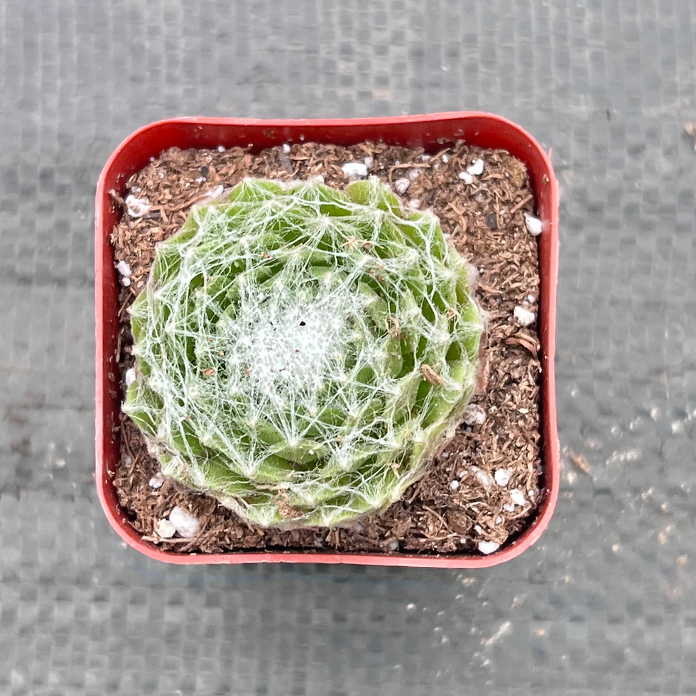 Thumbnail: Cobweb Sempervivum 2"