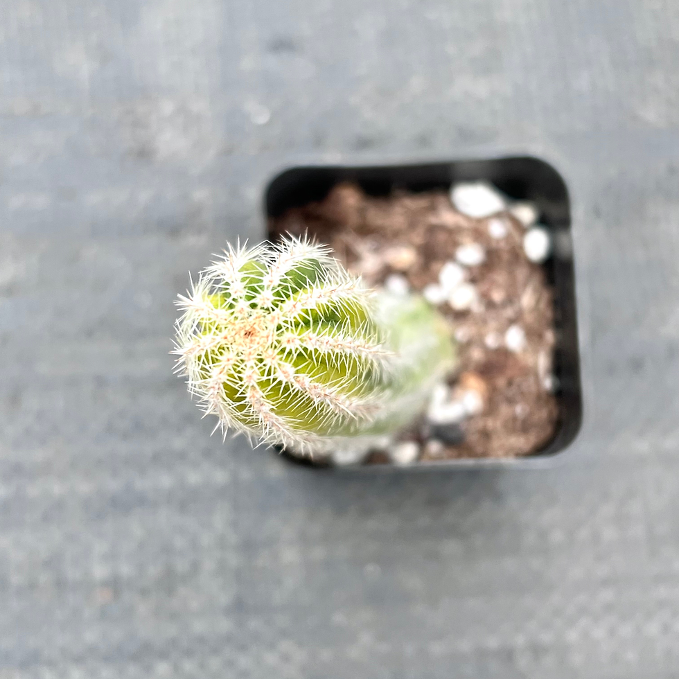 Thumbnail: Peanut Cactus 2"