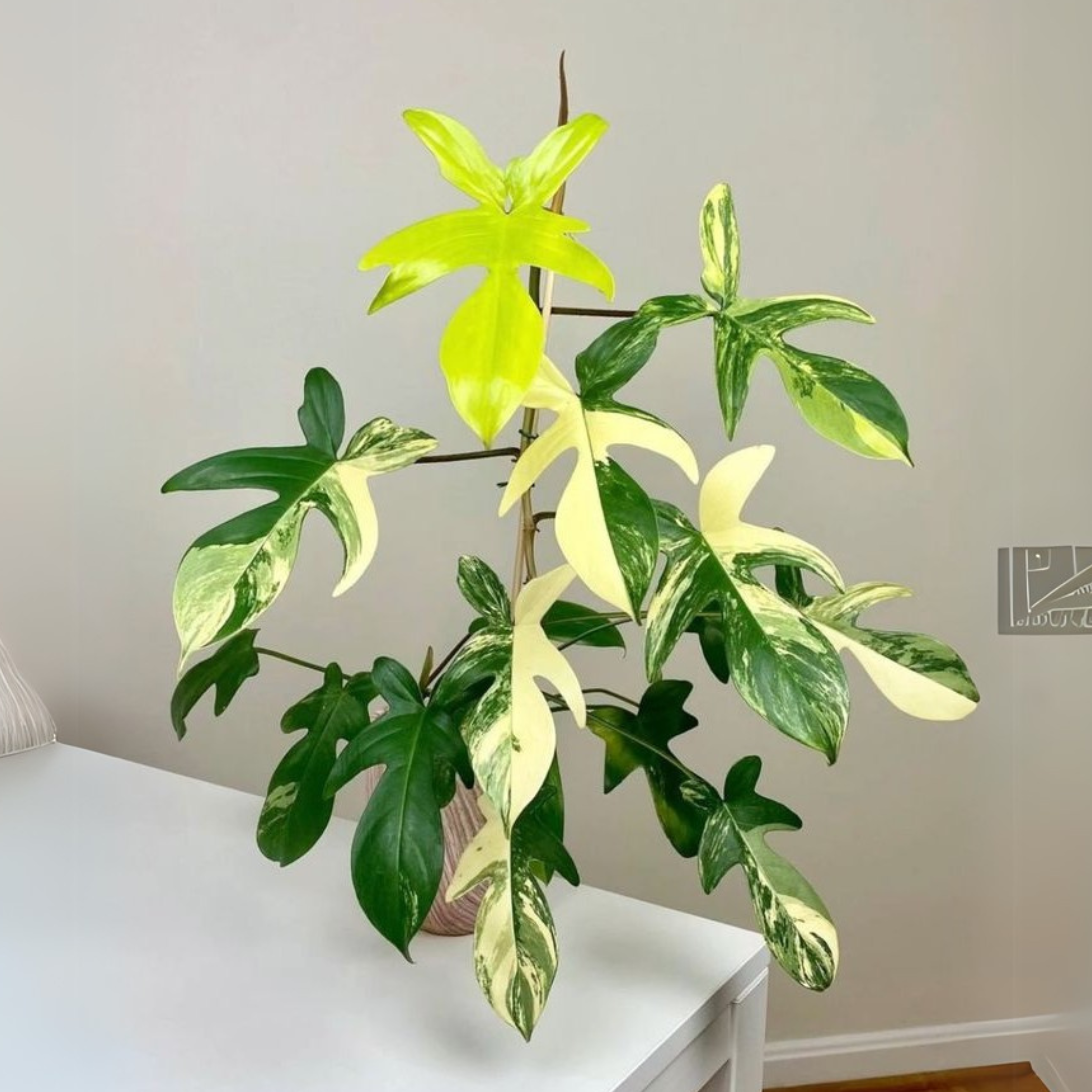 Philodendron Florida Beauty 5"