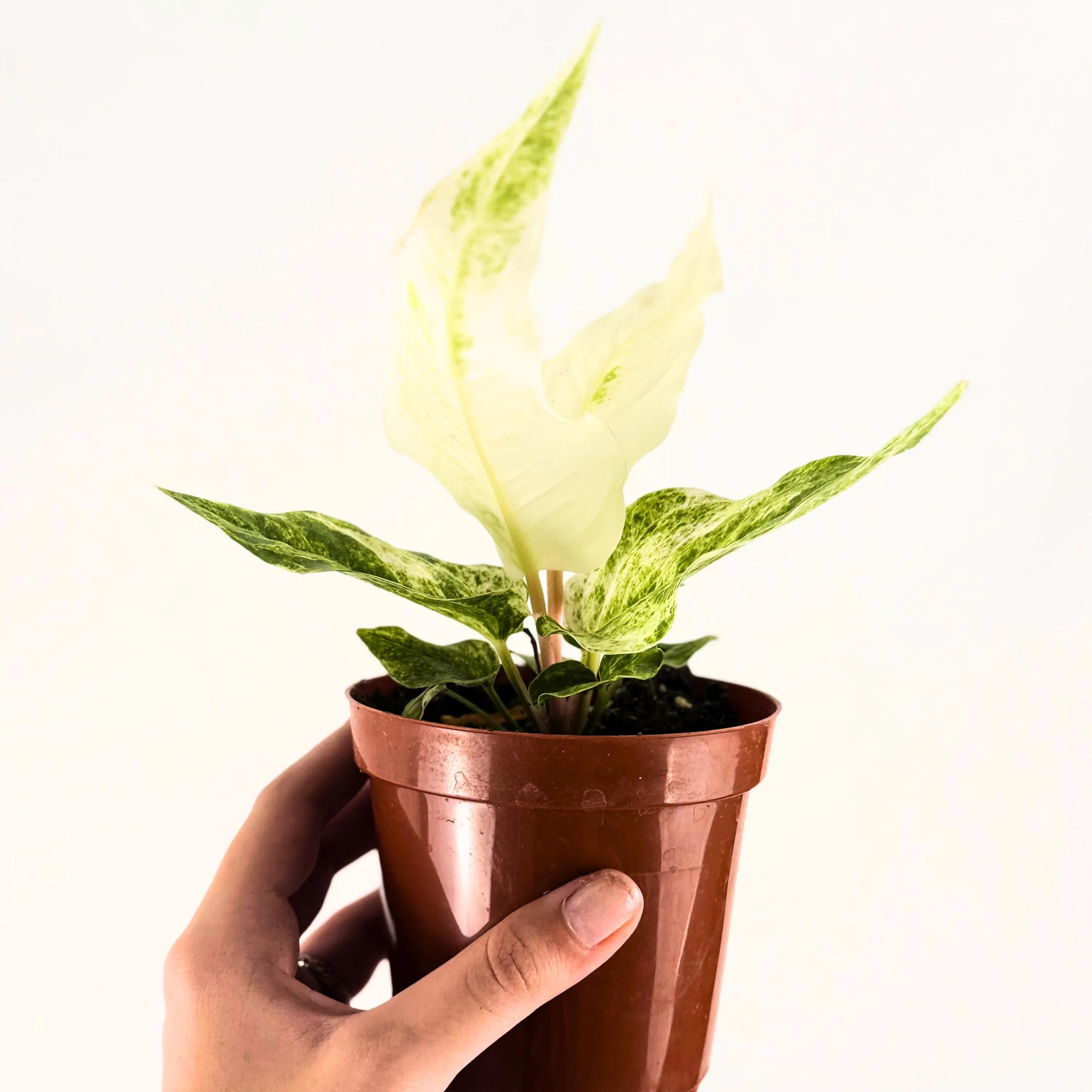 Anthurium Hookeri 4"