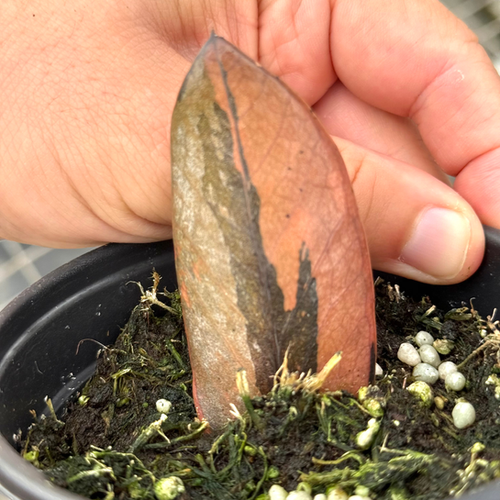 ZZ Plant Black Pink Variegated 3