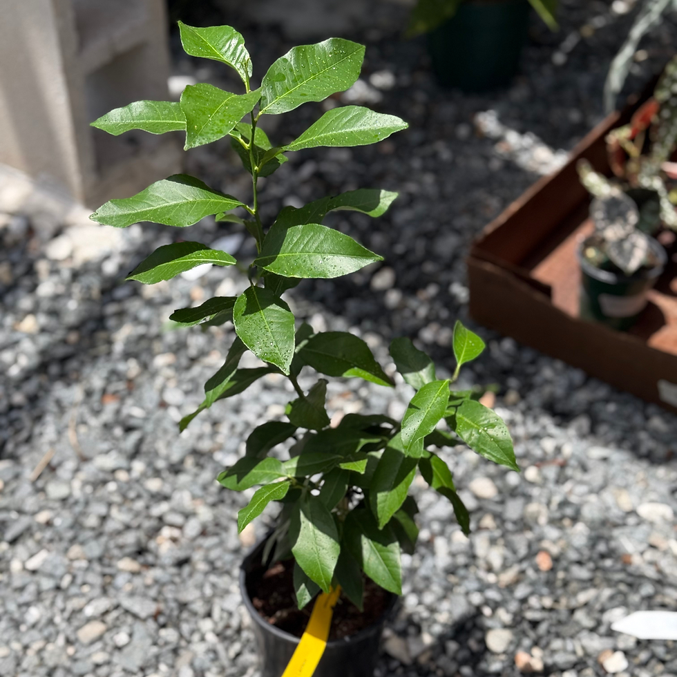Thumbnail: Meyer Lemon Tree