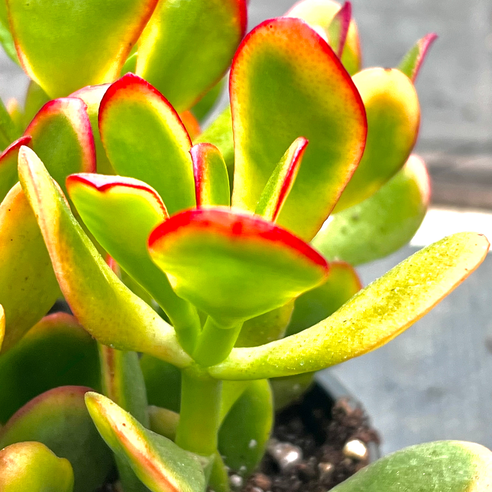 Thumbnail: Sunset Jade 4"