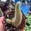 Thumbnail: Monkey Cactus 4"