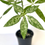 Thumbnail: Variegated Money Tree 4"