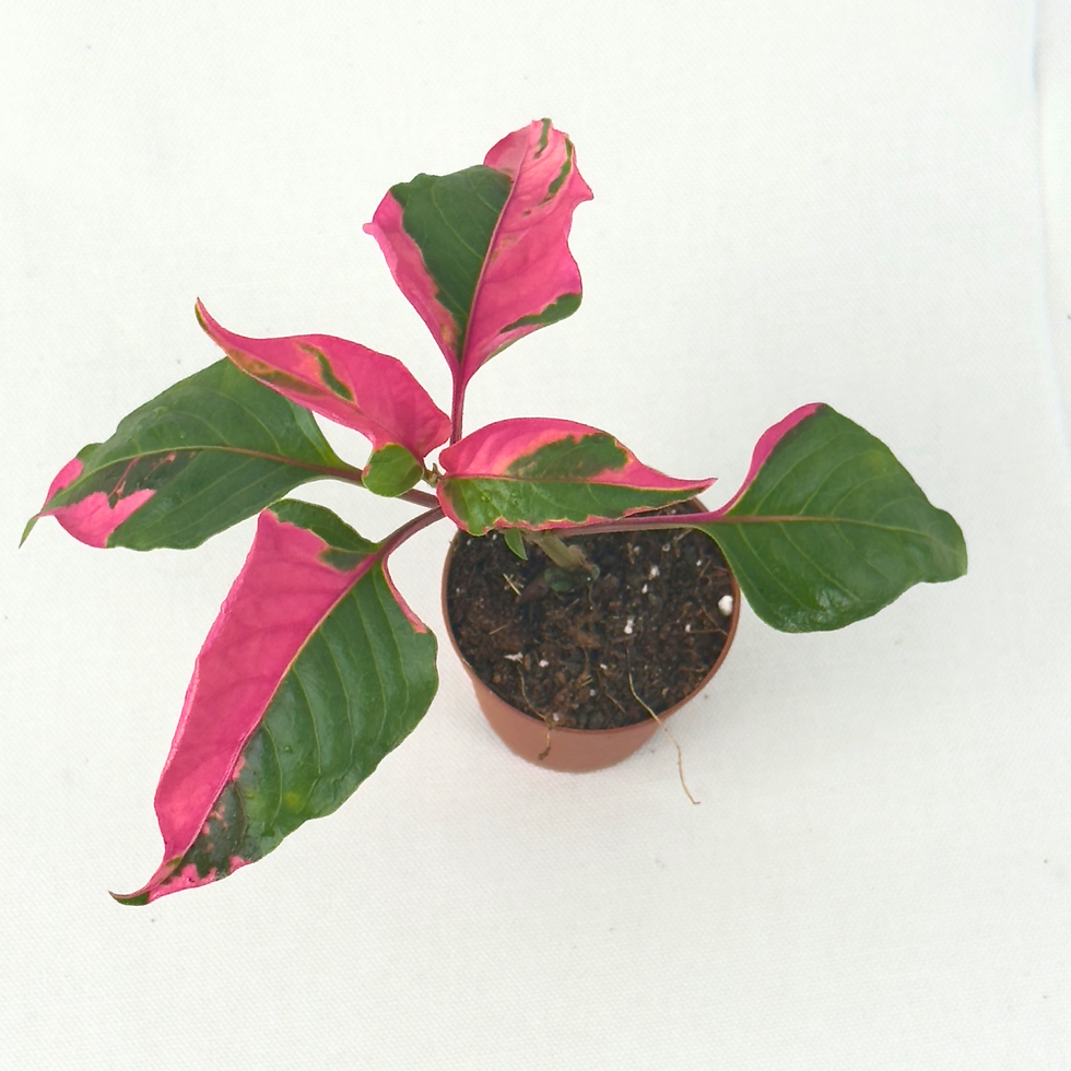 Thumbnail: Alternanthera Party Time 2"