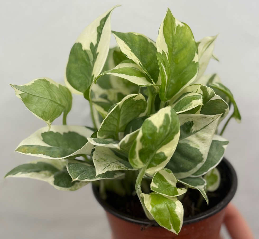 Thumbnail: Pothos Njoy 4"