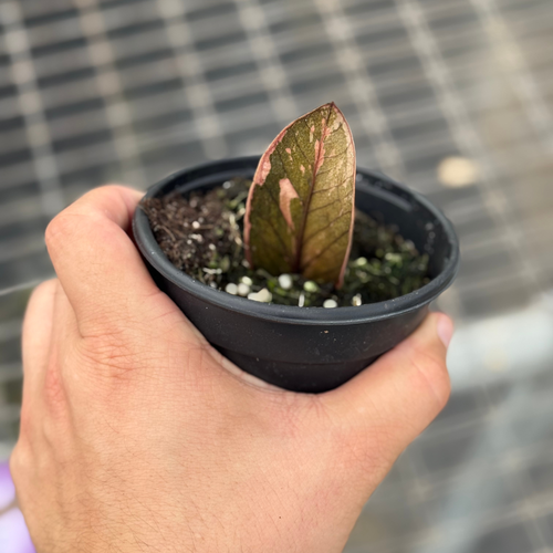 ZZ Plant Black Pink Variegated 3