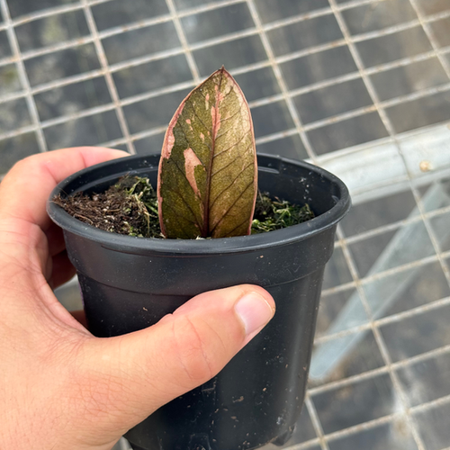 ZZ Plant Black Pink Variegated 3