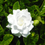 Thumbnail: Gardenia 6"