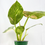 Thumbnail: Philodendron Green Congo Nuclear 4"