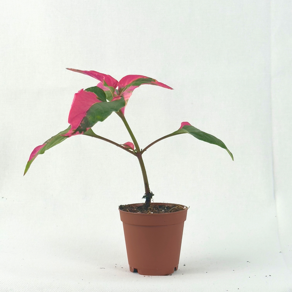 Thumbnail: Alternanthera Party Time 2"