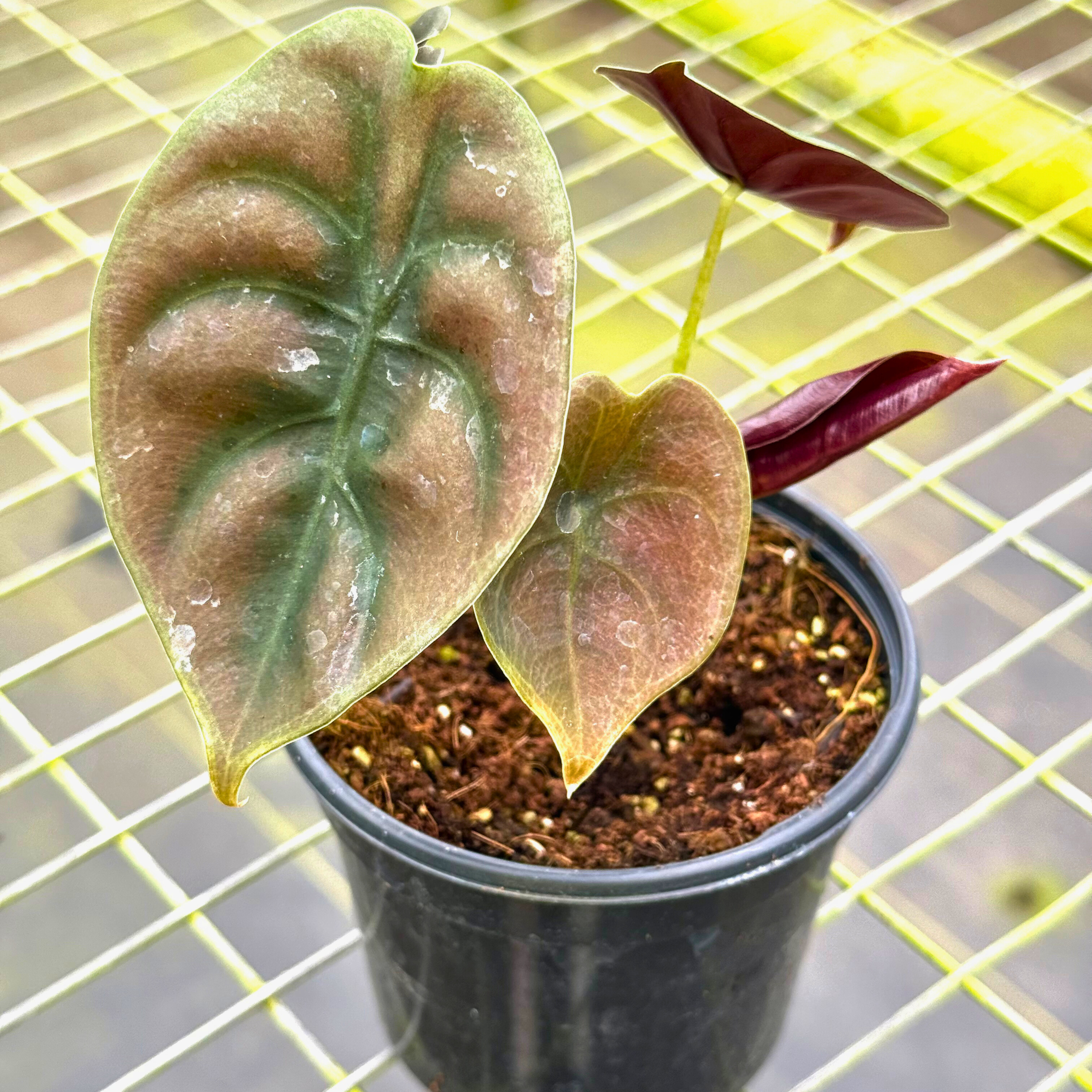 Alocasia Cuprea 4"