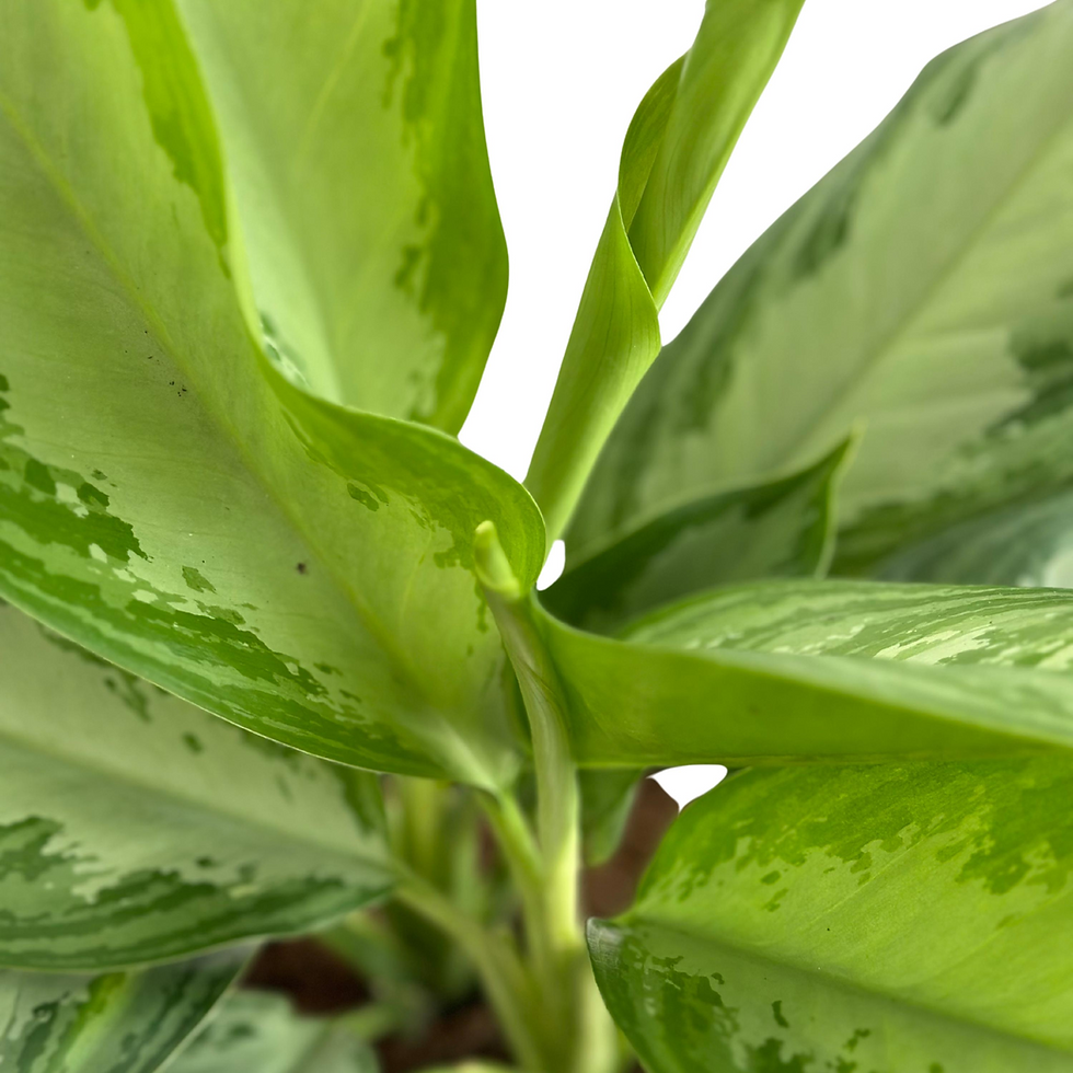 Thumbnail: Aglaonema Silver Bay 6"