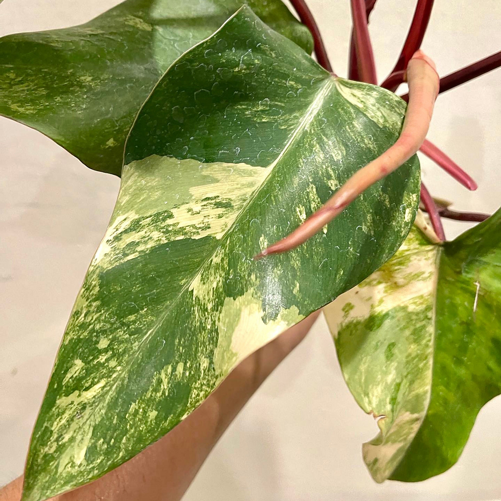 Thumbnail: Philodendron Strawberry Shake 4"
