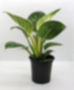 Thumbnail: Philodendron Birkin 4”