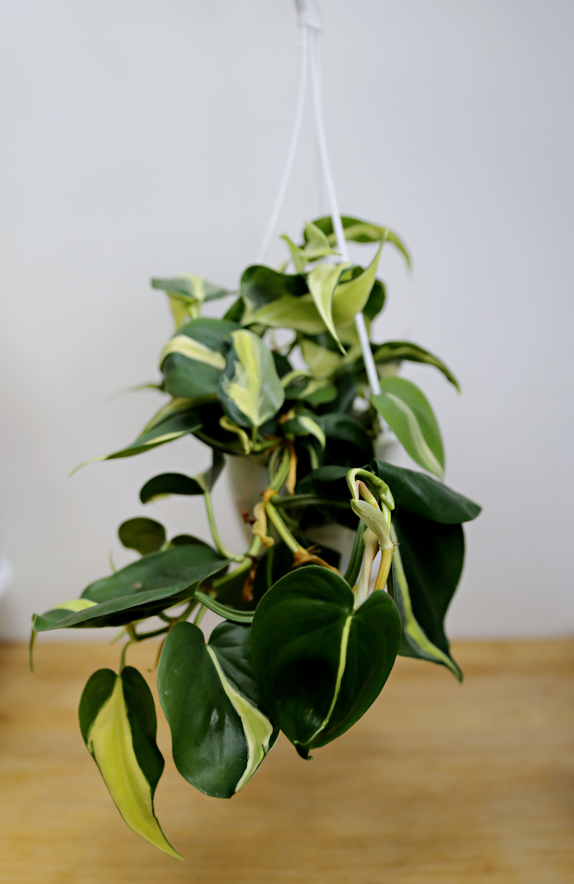 Philodendron Silver Stripe 4.5” HB