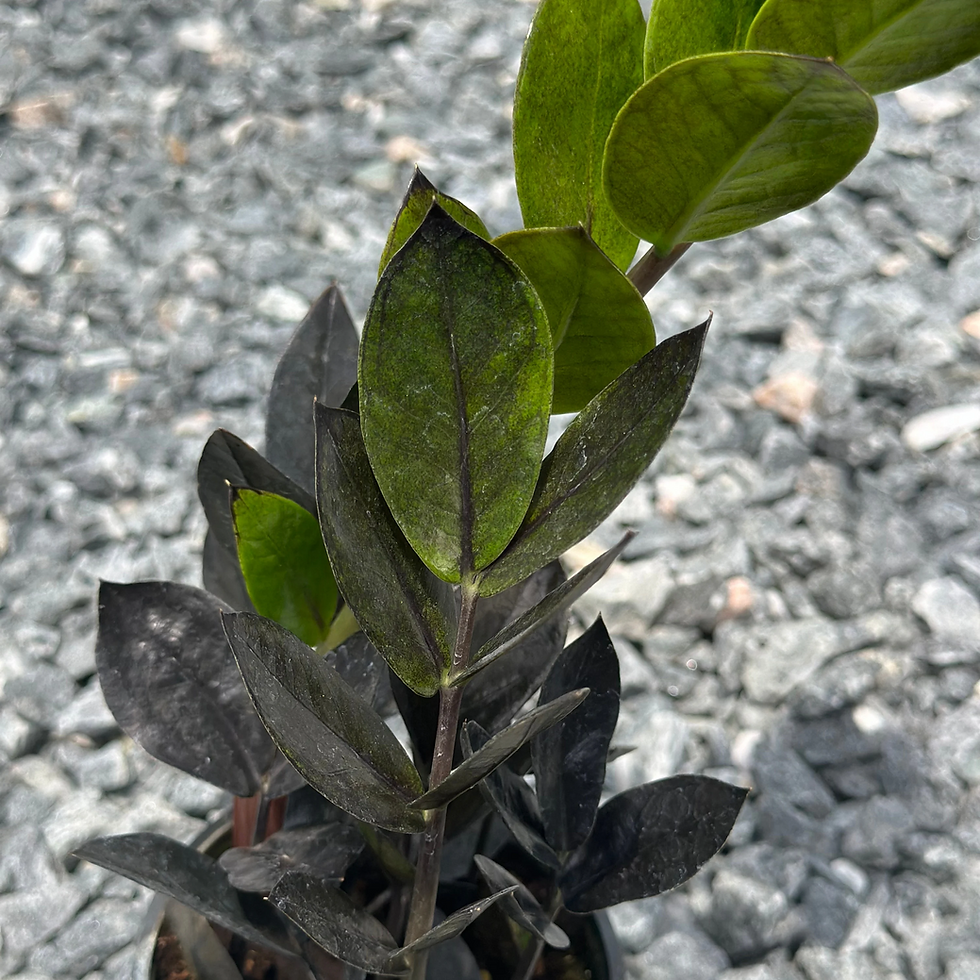 Thumbnail: Zz Black Queen 4"