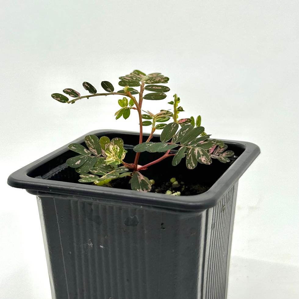 Thumbnail: Sensitive Plant Variegated 3"