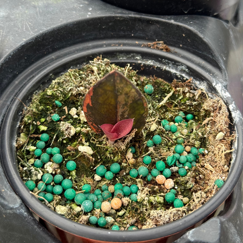 ZZ Plant Black Pink Variegated 3