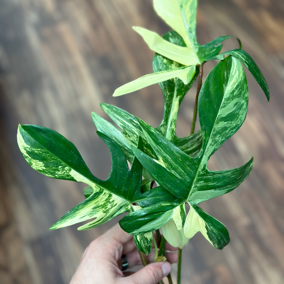 Thumbnail: Philodendron Florida Beauty 5"