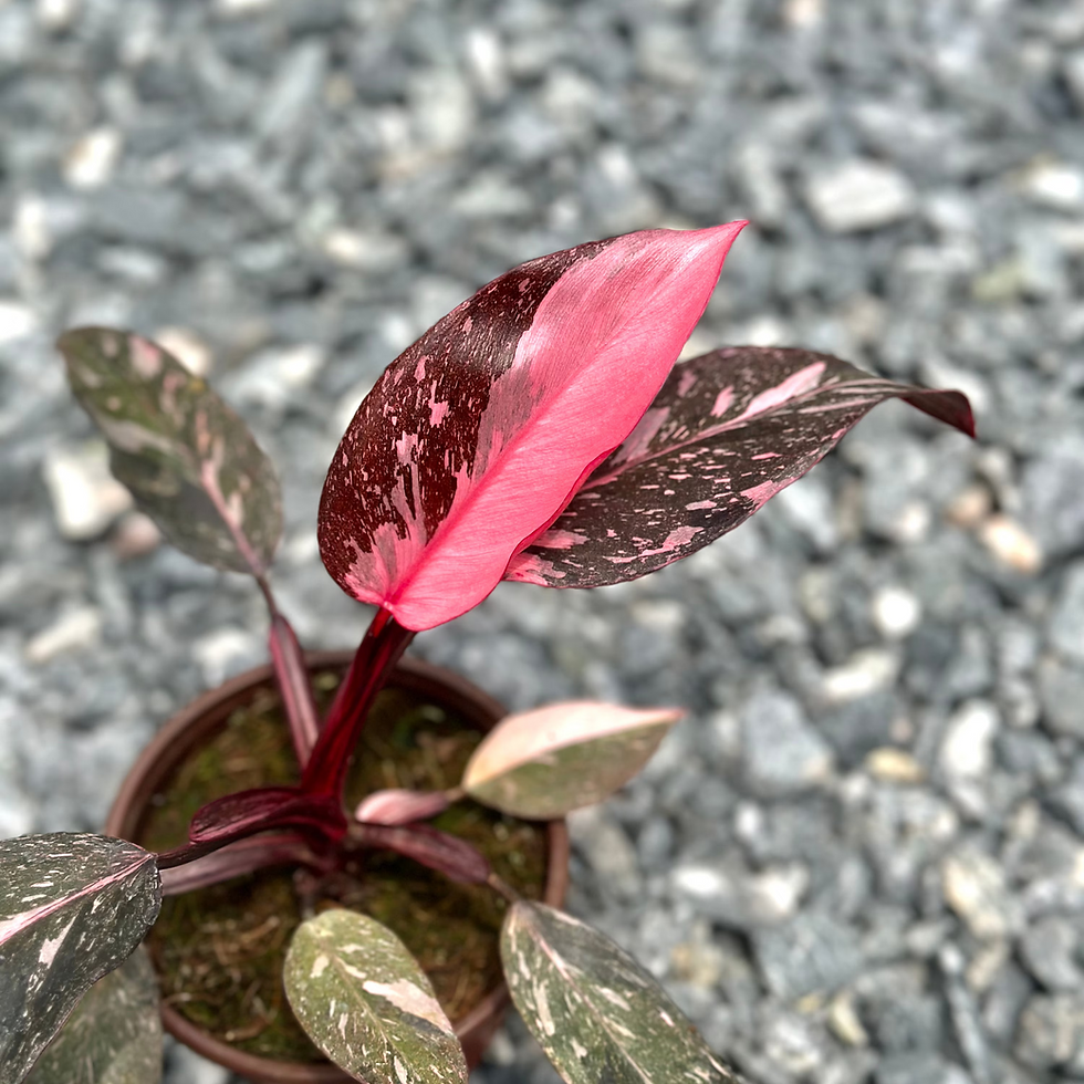 Thumbnail: Philodendron Pink Princess Marble