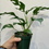 Thumbnail: Mini Monstera Ginny 4"