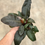Thumbnail: Philodendron Black Cardinal 4"