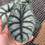Thumbnail: Alocasia Silver Dragon 4"