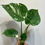 Thumbnail: Variegated Monstera Thai Constellation 4"