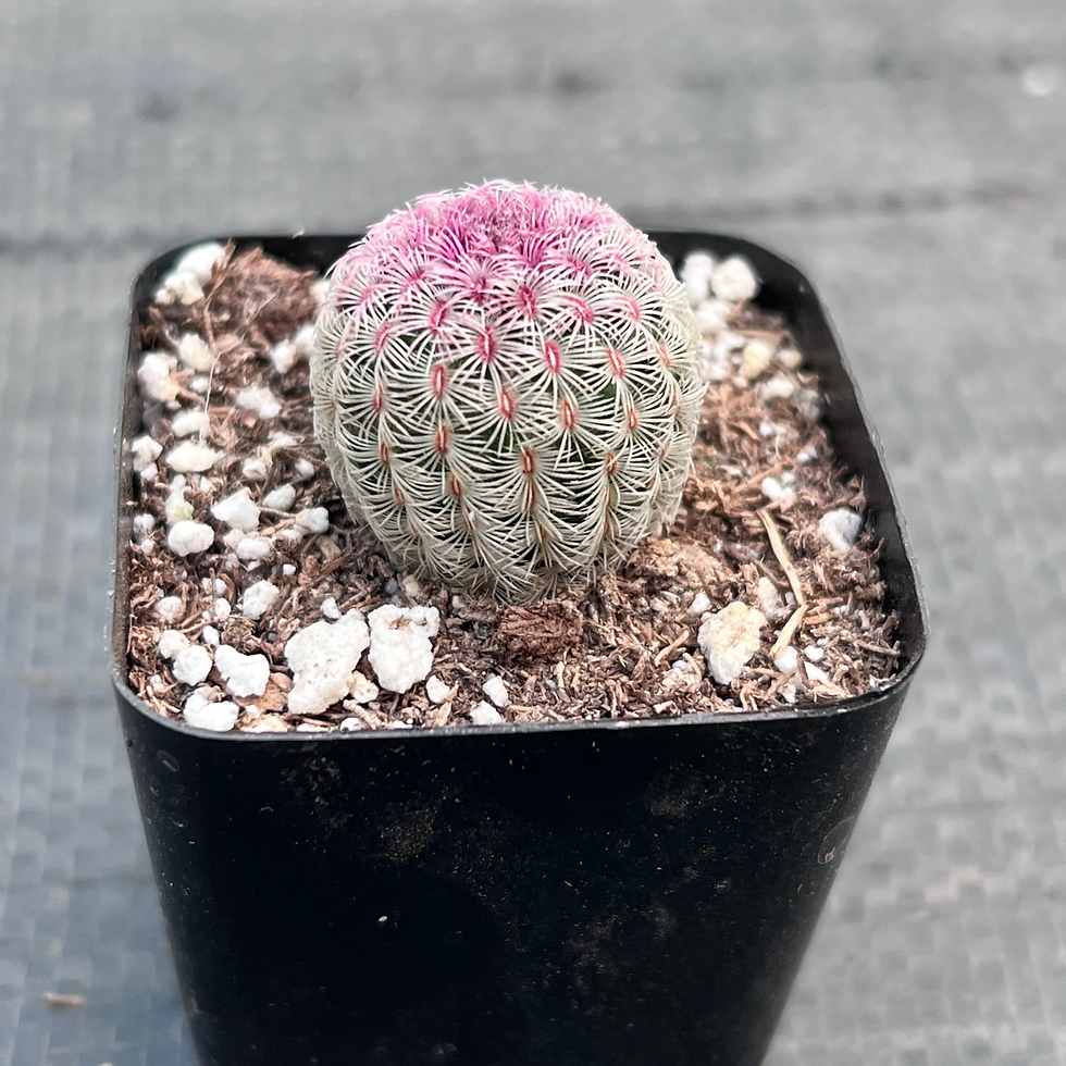 Thumbnail: Rainbow Hedgehog Cactus 2"