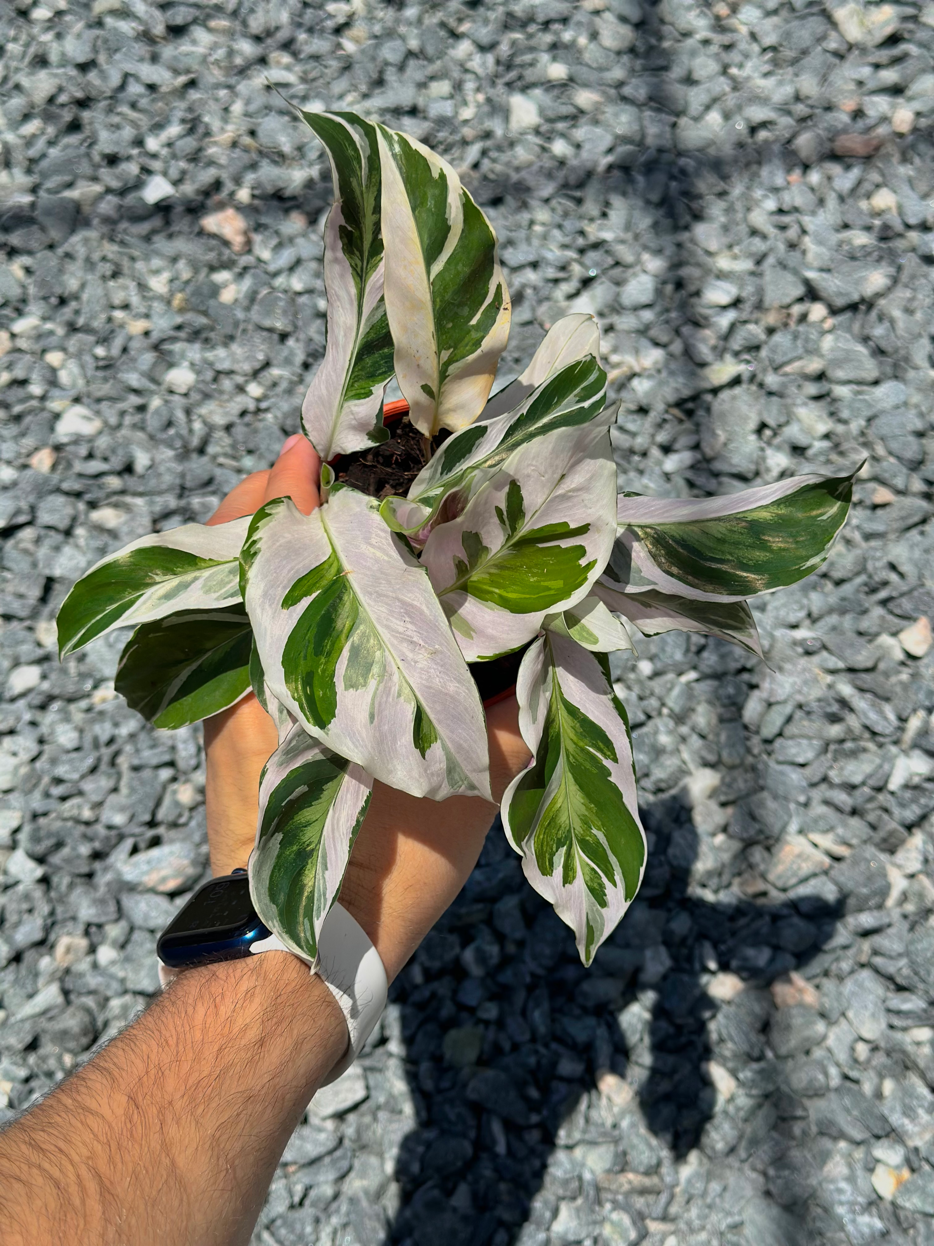 Calathea White Fusion 4"