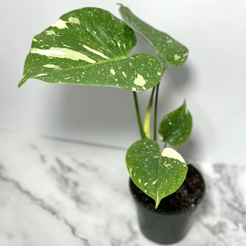 Thumbnail: Variegated Monstera Thai Constellation 4"
