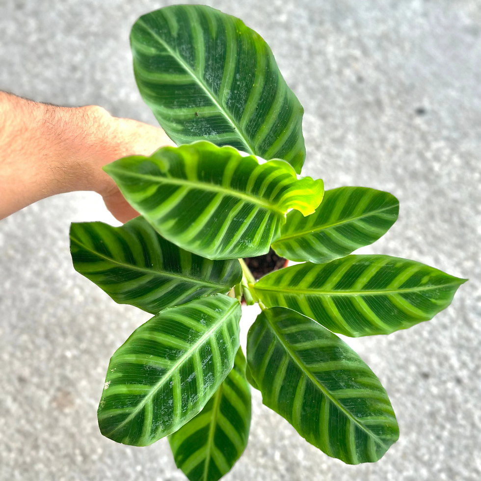 Thumbnail: Calathea Zebrina 2"