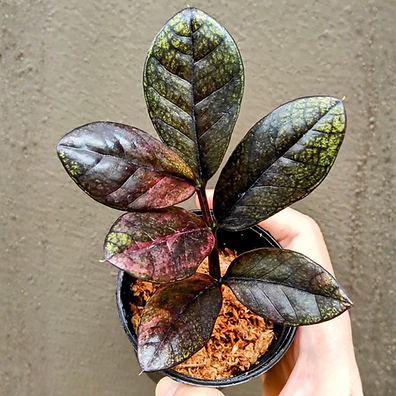 ZZ Plant Black Pink Variegated 3 ZZ Plant Black Pink Variegated 3