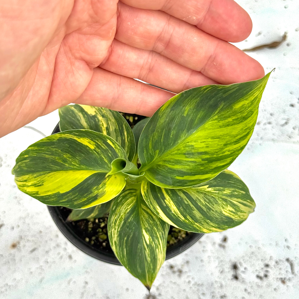 Thumbnail: Musa Dwarf Cavendish Banana Tree 4"