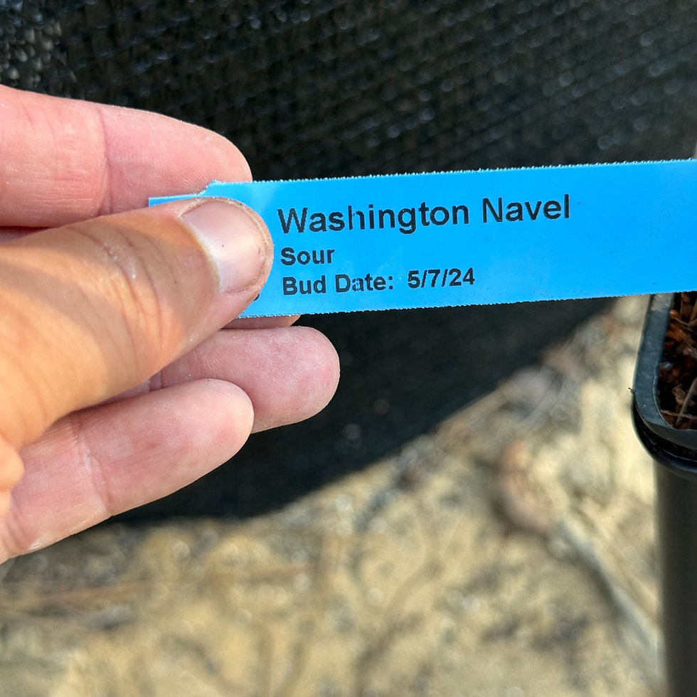 Thumbnail: Washington Naval Orange Fruit Tree