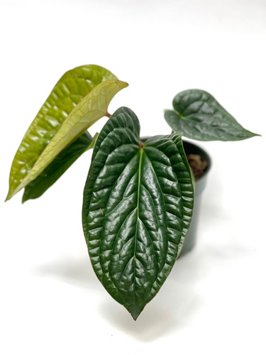 Anthurium Radicans x Luxurians 4